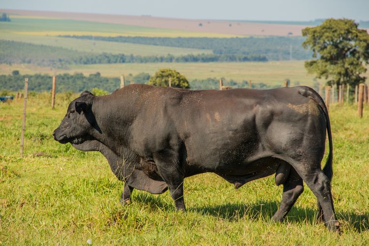 Detail Gambar Sapi Brahman Jantan Nomer 52