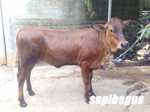 Detail Gambar Sapi Brahman Jantan Nomer 53