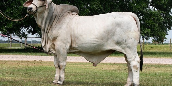 Detail Gambar Sapi Brahman Jantan Nomer 7