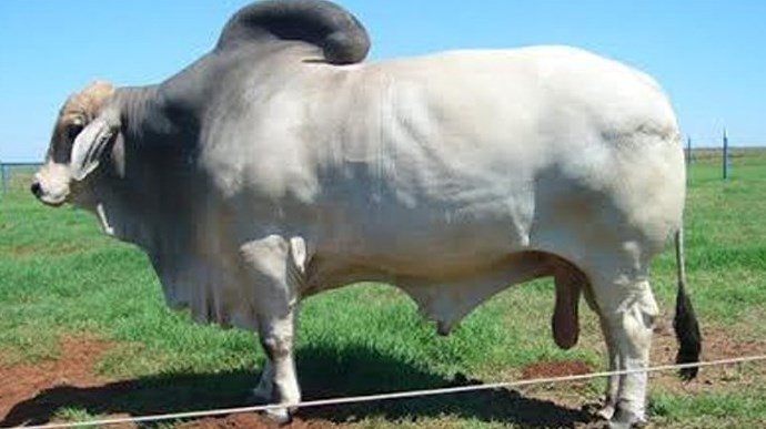 Detail Gambar Sapi Brahman Jantan Nomer 9