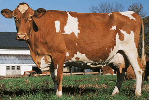 Detail Gambar Sapi Brown Swiss Nomer 25