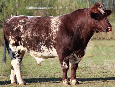 Detail Gambar Sapi Brown Swiss Nomer 28