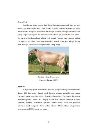 Detail Gambar Sapi Brown Swiss Nomer 37