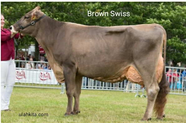 Detail Gambar Sapi Brown Swiss Nomer 38