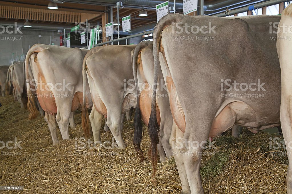 Detail Gambar Sapi Brown Swiss Nomer 40