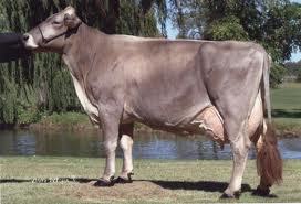 Detail Gambar Sapi Brown Swiss Nomer 6