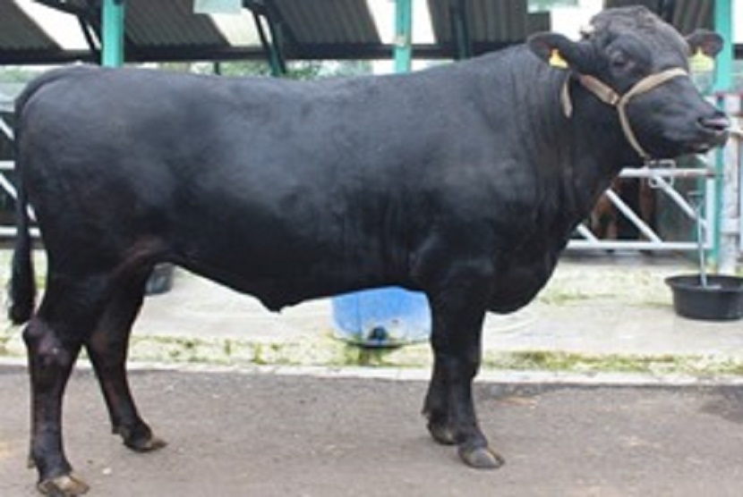 Detail Gambar Sapi Brown Swiss Nomer 51