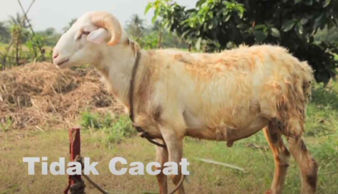 Detail Gambar Sapi Dan Kambing Qurban Nomer 26