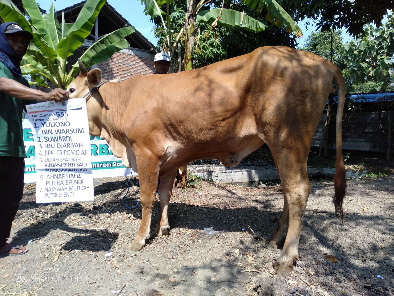 Detail Gambar Sapi Dan Kambing Qurban Nomer 47