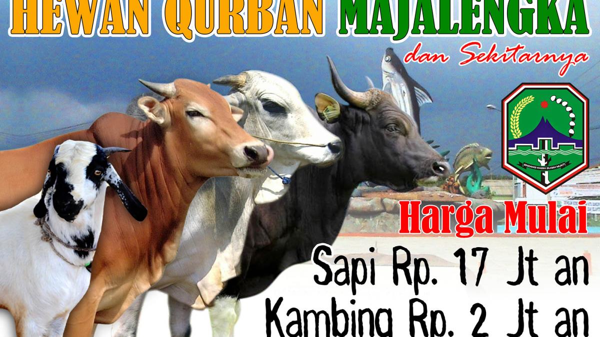 Detail Gambar Sapi Dan Kambing Qurban Nomer 8