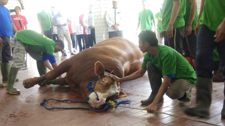 Gambar Sapi Disembelih - KibrisPDR