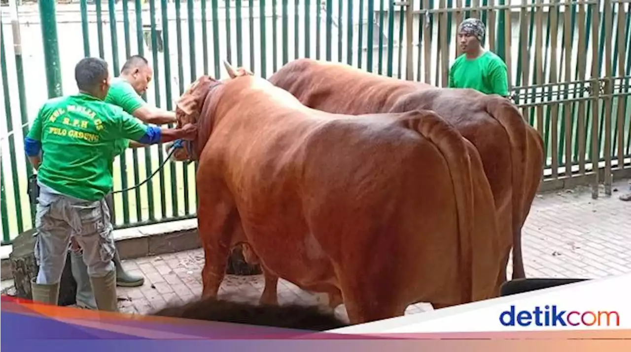 Detail Gambar Sapi Disembelih Nomer 53