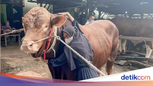 Detail Gambar Sapi Gue Nomer 35