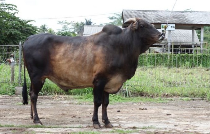 Detail Gambar Sapi Jantan Nomer 38