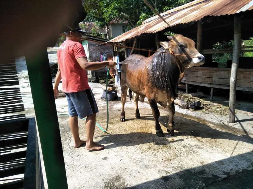 Detail Gambar Sapi Jantan Nomer 44