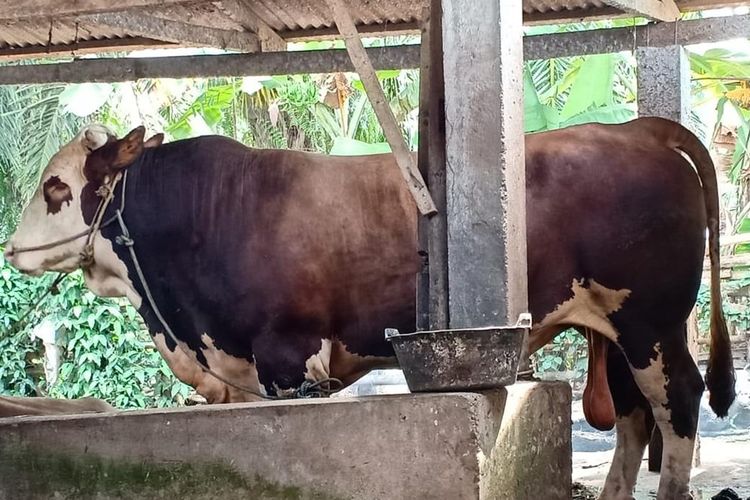 Detail Gambar Sapi Jawa Nomer 20