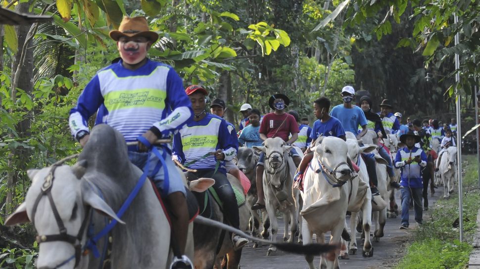 Detail Gambar Sapi Jawa Nomer 21