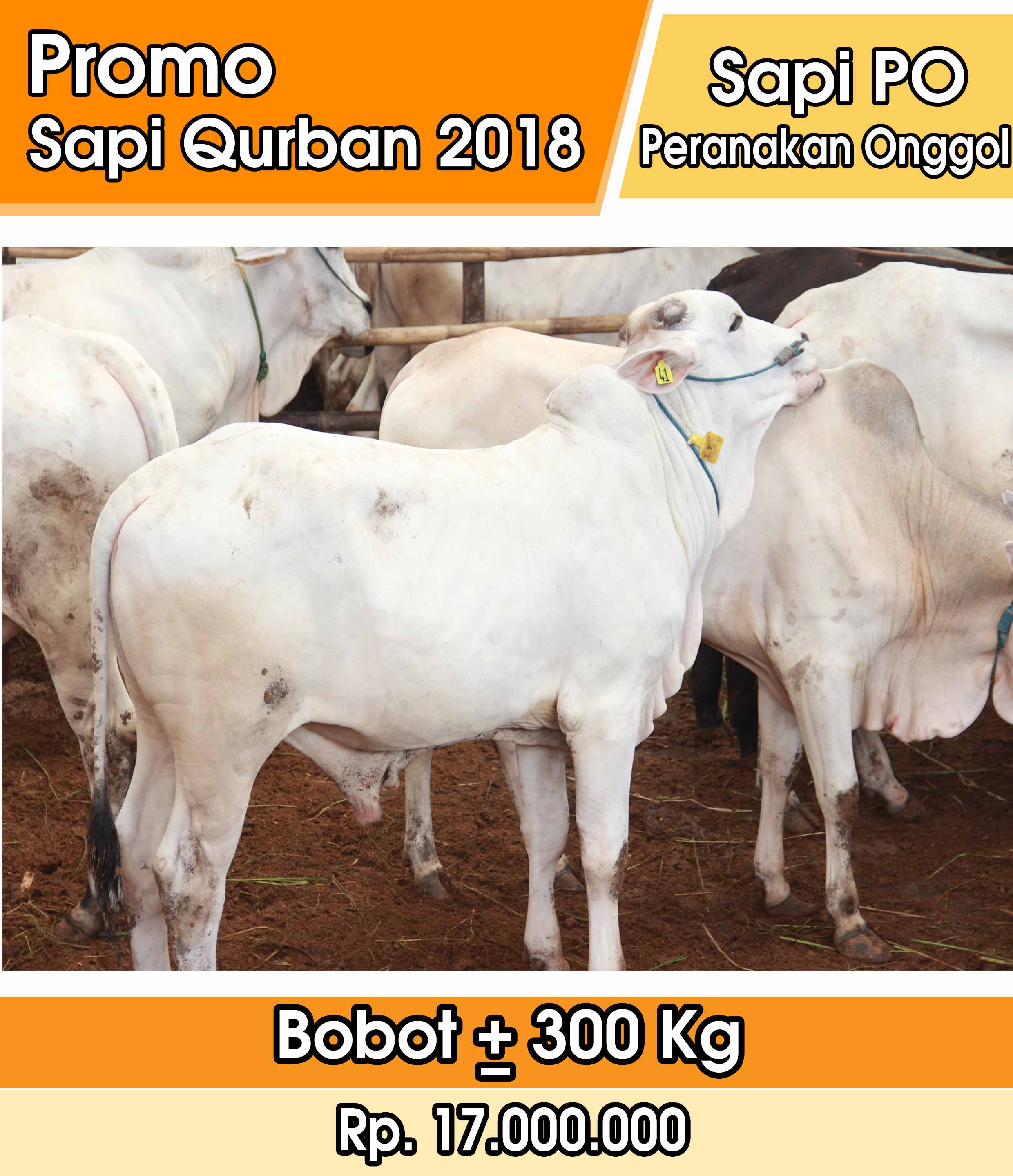 Detail Gambar Sapi Jawa Nomer 4