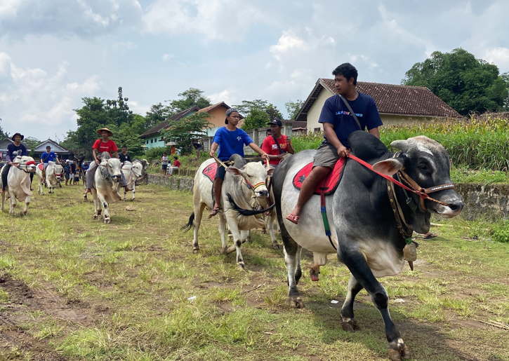 Detail Gambar Sapi Jawa Nomer 32