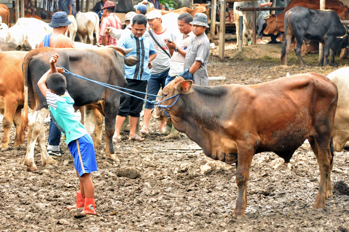 Detail Gambar Sapi Jawa Nomer 34