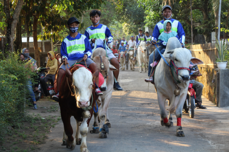 Detail Gambar Sapi Jawa Nomer 38