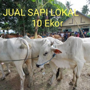 Detail Gambar Sapi Jawa Nomer 39