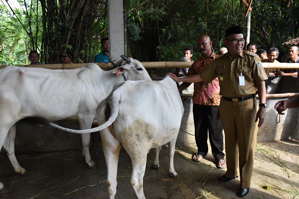 Detail Gambar Sapi Jawa Nomer 5