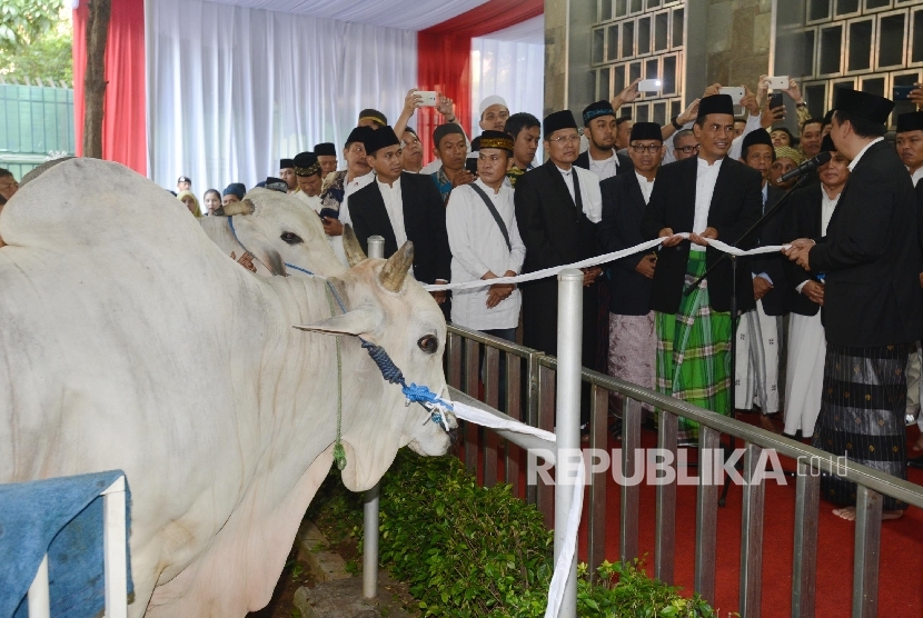 Detail Gambar Sapi Jokowi Nomer 12