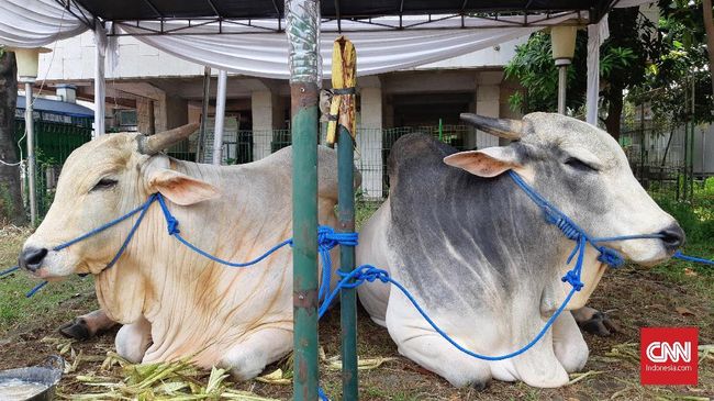 Detail Gambar Sapi Jokowi Nomer 15