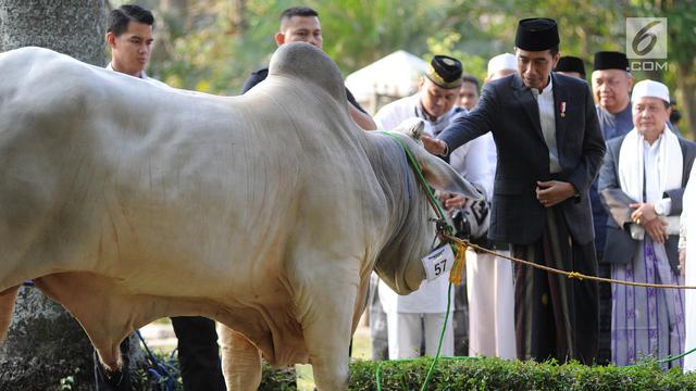 Detail Gambar Sapi Jokowi Nomer 20