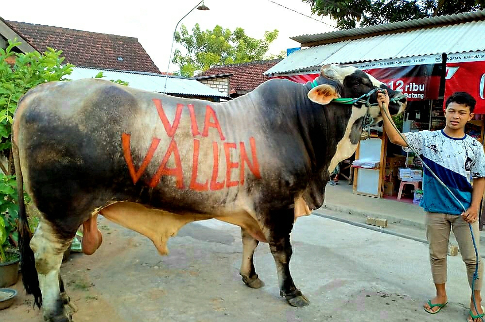 Detail Gambar Sapi Jokowi Nomer 26