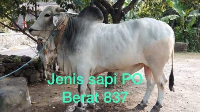 Detail Gambar Sapi Jokowi Nomer 45