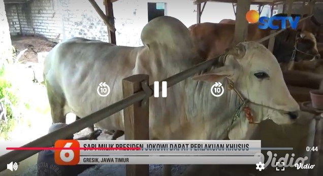 Detail Gambar Sapi Jokowi Nomer 46