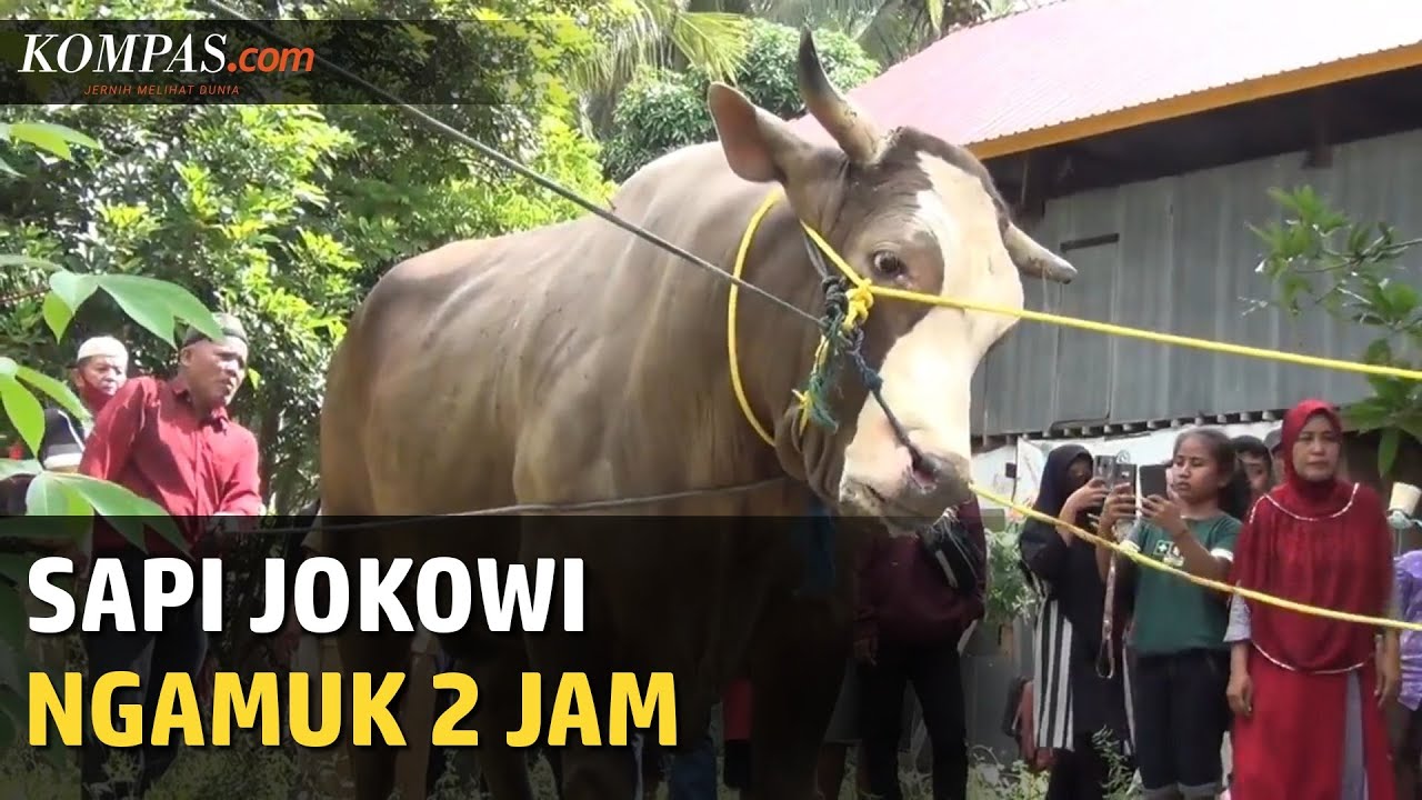 Detail Gambar Sapi Jokowi Nomer 52