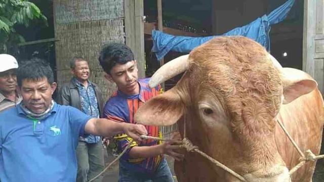 Detail Gambar Sapi Jokowi Nomer 55