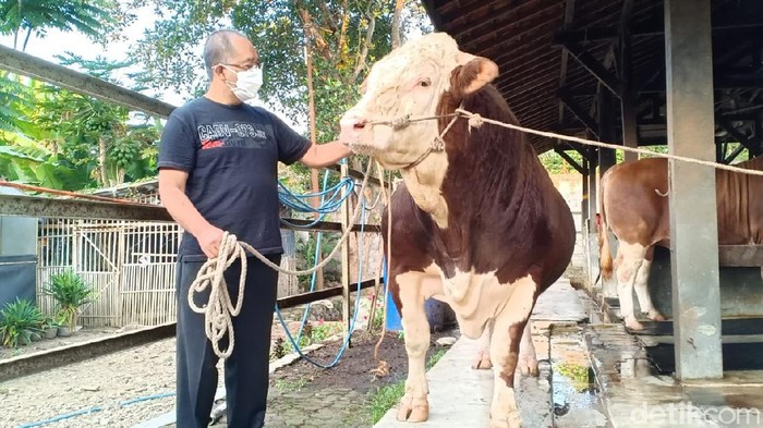 Detail Gambar Sapi Jokowi Nomer 8