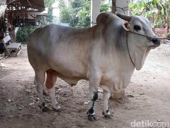 Gambar Sapi Kurban - KibrisPDR