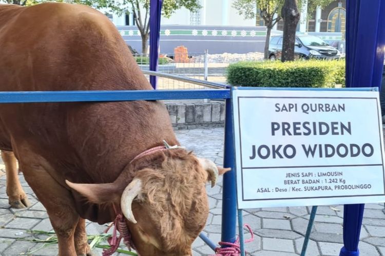 Detail Gambar Sapi Kurban Nomer 11