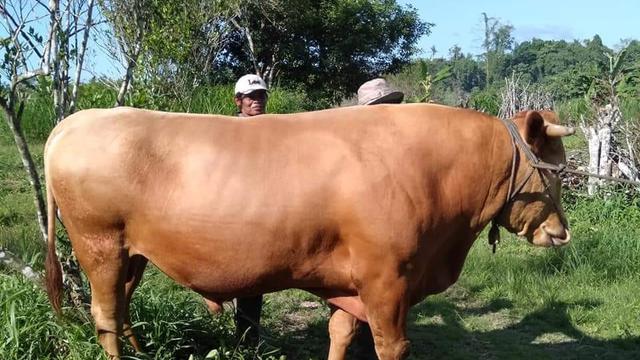 Detail Gambar Sapi Kurban Nomer 15