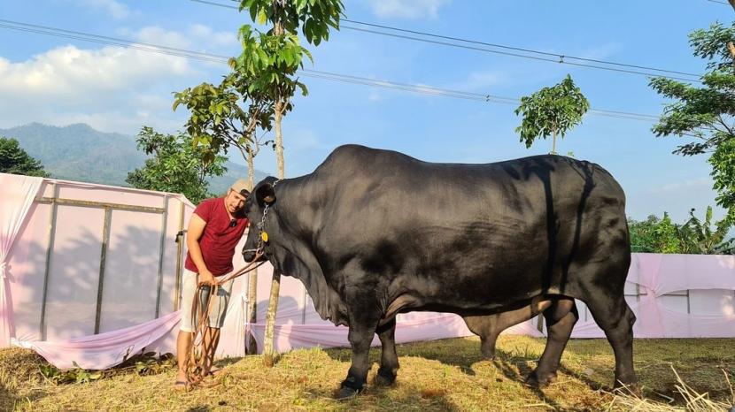 Detail Gambar Sapi Kurban Nomer 3