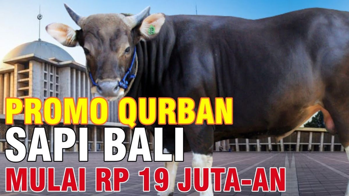 Detail Gambar Sapi Kurban Nomer 21