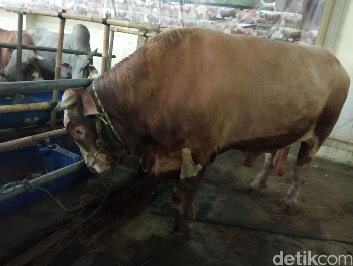 Detail Gambar Sapi Kurban Nomer 26