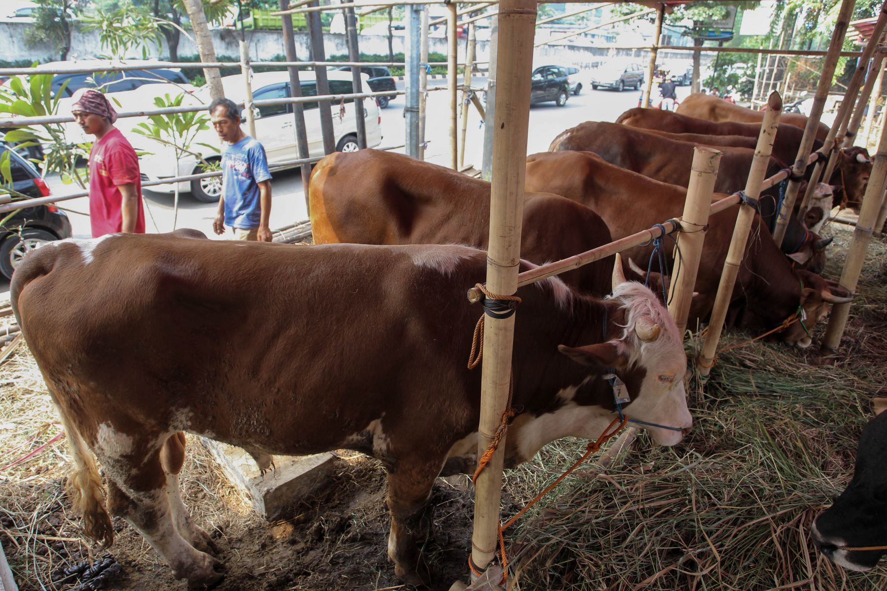 Detail Gambar Sapi Kurban Nomer 34