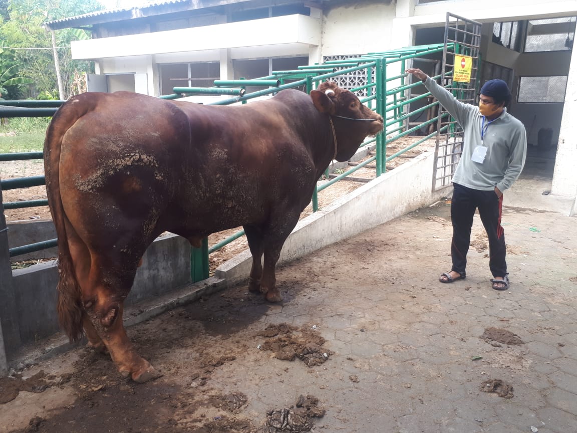 Detail Gambar Sapi Kurban Nomer 44