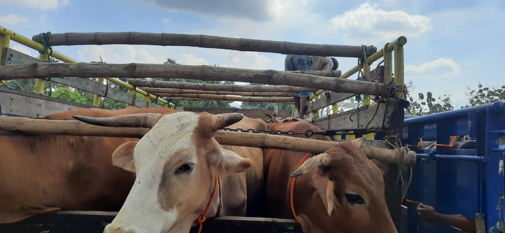 Detail Gambar Sapi Kurban Nomer 52