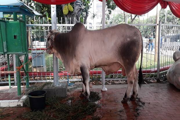 Detail Gambar Sapi Kurban Nomer 53