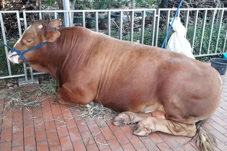 Detail Gambar Sapi Kurban Idul Adha Nomer 13