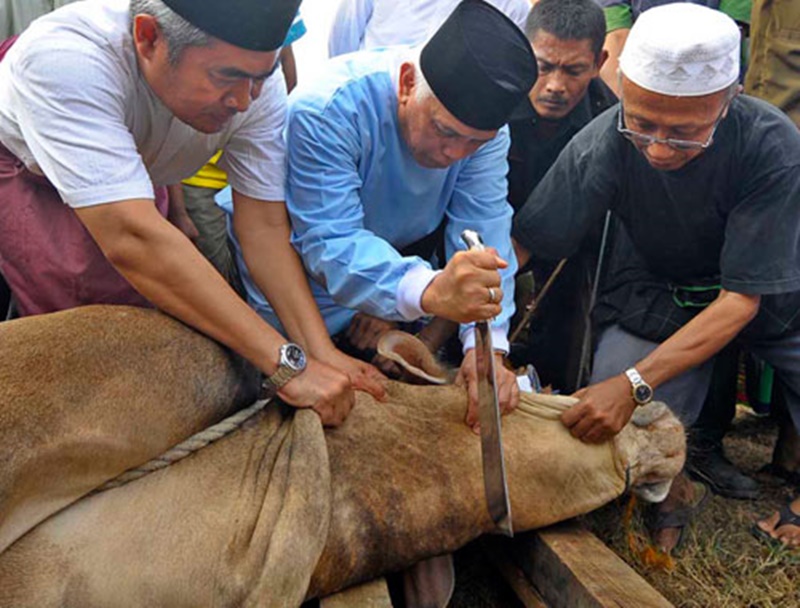 Detail Gambar Sapi Kurban Idul Adha Nomer 16