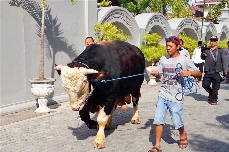 Detail Gambar Sapi Kurban Idul Adha Nomer 17