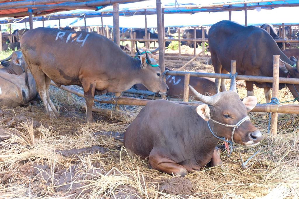 Detail Gambar Sapi Kurban Idul Adha Nomer 24